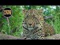 safariLIVE - Sunset Safari - March 03, 2019