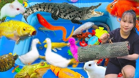 Bắt Con Cá Mập, Tôm Càng Cùng Thỏ Vlog, Thấy Nhưng Con Ốc Đang Bò, Cá Chê Đang Bơi Tập 3