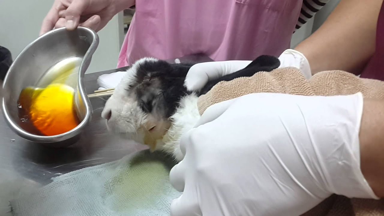 Cleaning the rabbit wounds การล้างแผลกระต่าย(บราวนี่) 13+ 