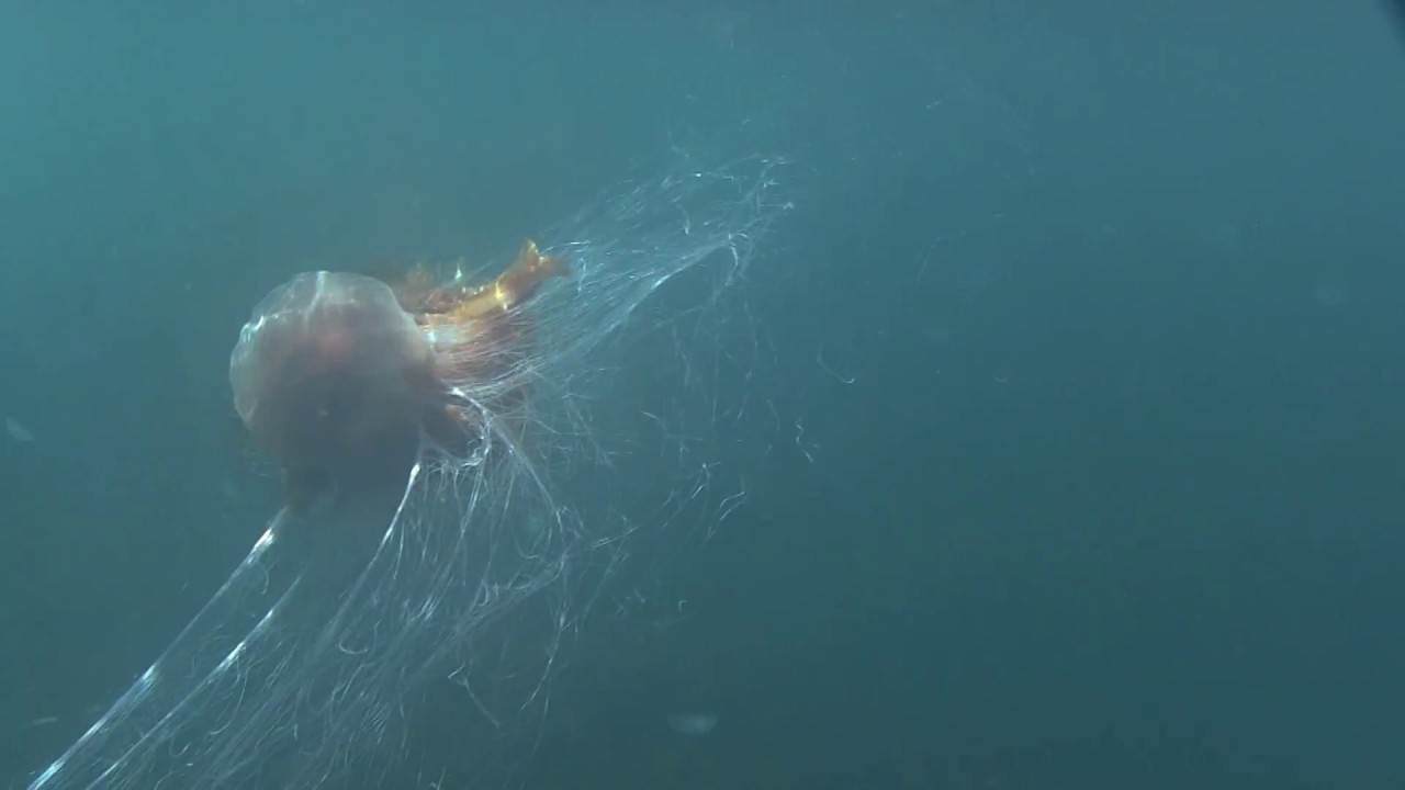 Dangerous lion's mane jellyfish Off the coast of co Clare 29/06/2008