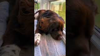 Big lazy Newfoundland dog likes cool naps  #dog #newfie #giantdog #cutedogs #shorts