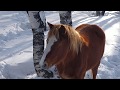 horses in february