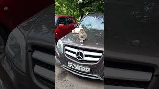 Двор в котором жители очень любят кошечек 😺