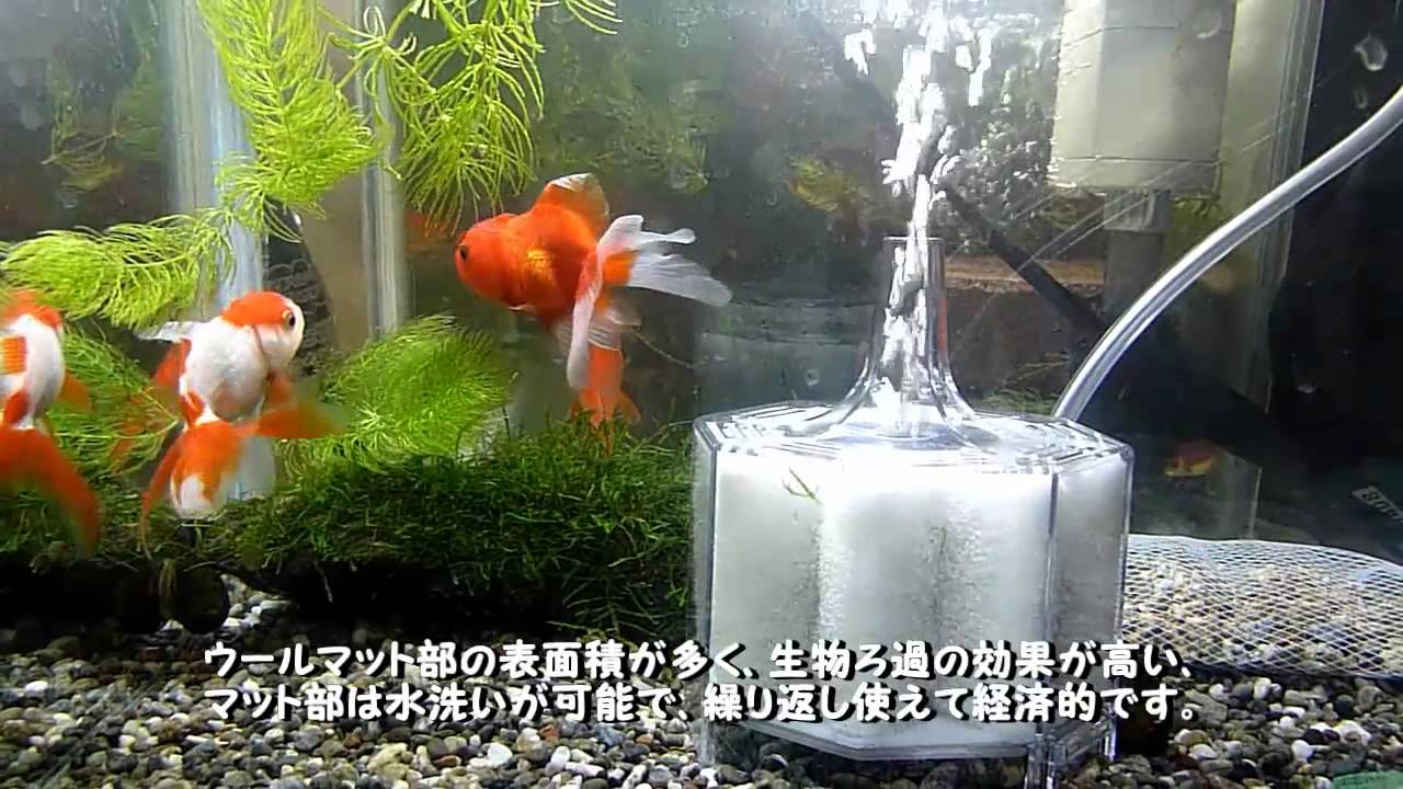 投げ込み式の水作 フィルターと金魚水槽の紹介 外掛け式のテトラ Youtube