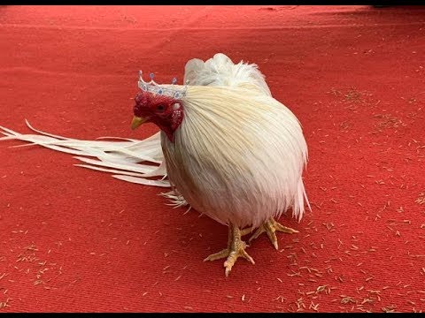 Hội thi gà tre đẹp - Độc đáo gà cảnh đẹp hội tụ trong lễ hội trái cây Tân Lộc 2019 | Foci