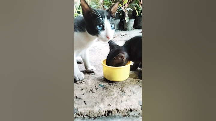 നല്ല വിശപ്പ് നിന്റെ ഉണക്ക മീൻ തരാമോ ##funny #comedy #cat #malayalamcomedy #youtubeshorts ♥️