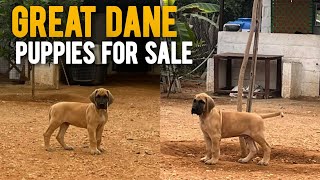 Great Dane Puppies For Sale | great dane dogs | More Details On My Description.#greatdane#dog#puppy