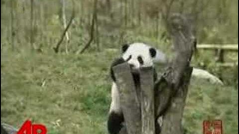 Raw Video: Panda Cubs Get New Home