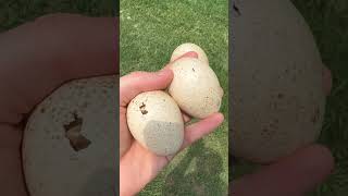 More Baby Turkeyspoults Pipping