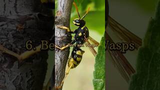 Top 10 most dangerous insects in the world #shorts #insects # dangerous #like #viral #india