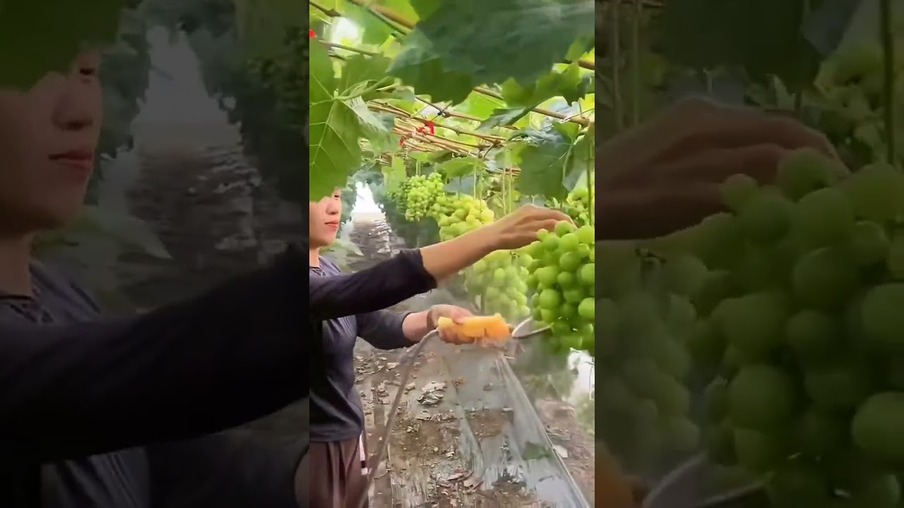 Planting of Sunshine Rose Grapes 