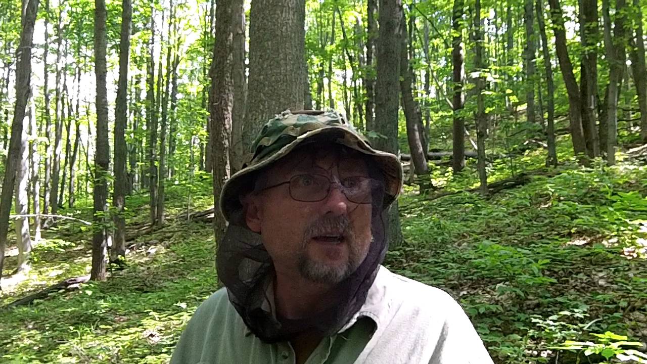 Foraging Ramps with Friend YouTube