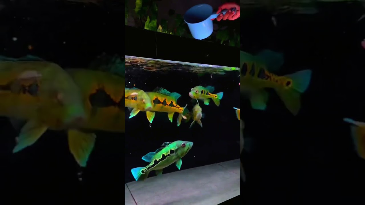 Peacock Bass The Exotic Predator Fish 🥰 