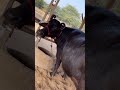 Monalisa virla girl #monalisa #Shorts #monalisaviralgirl #hf #cowlover #farming #bull #tranding #hp