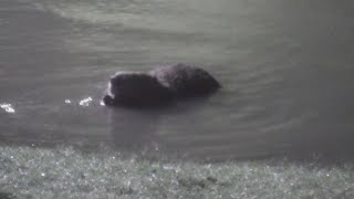 Beavers at Buc-ees?! | Texas gas station's mascot caught swimming in nearby pond