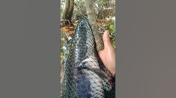 #mancing toman#