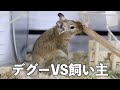 【デグー】飼い主との戦い・・・