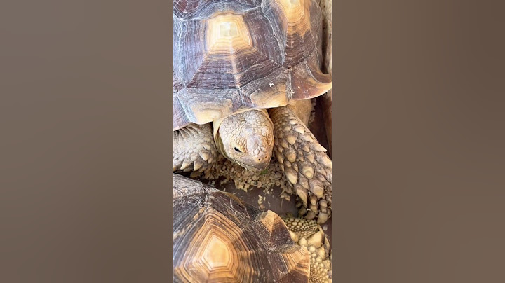 The Hard Shelled Monster 🐢 || Turtle #shorts #viral #animals #trending