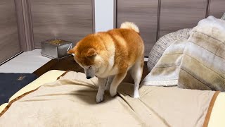 Shibe quietly climbs onto the futon before it is laid out and quietly begins the execution. by 柴犬らんまる 57,778 views 5 days ago 1 minute, 23 seconds