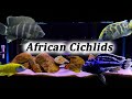 All About African Cichlids | What Type Should You Buy?