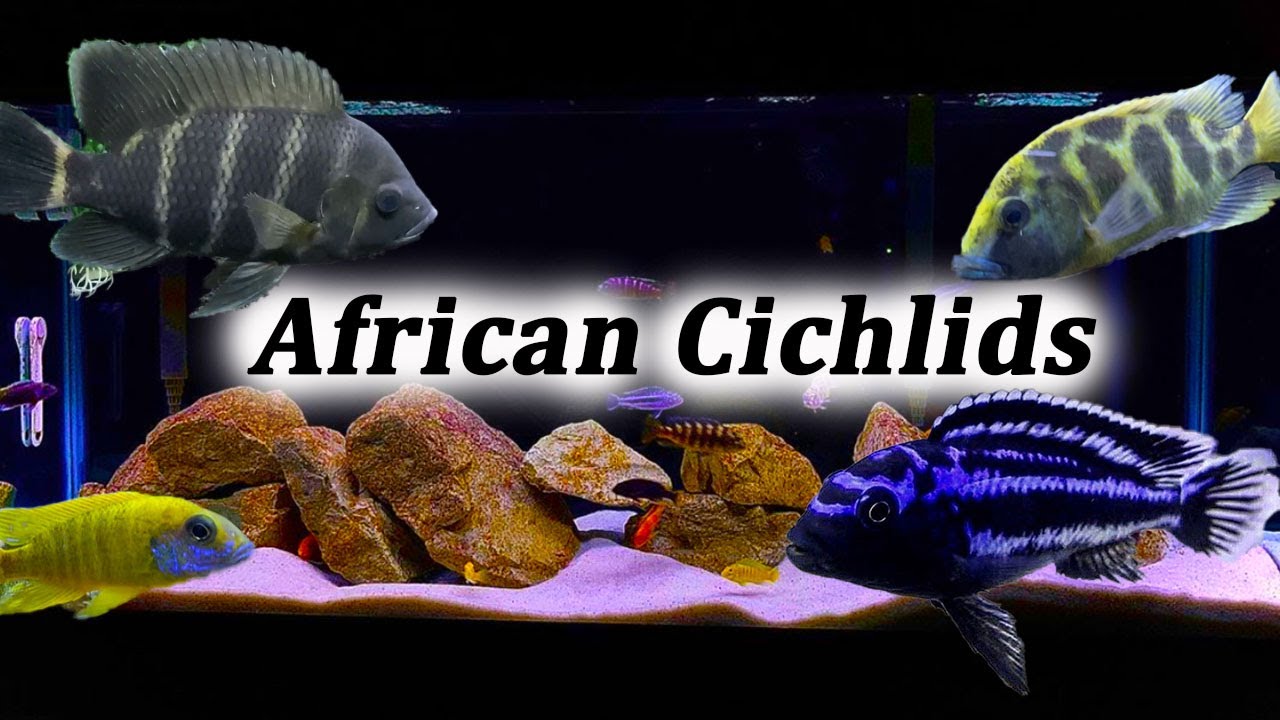 aquarium cichlids types