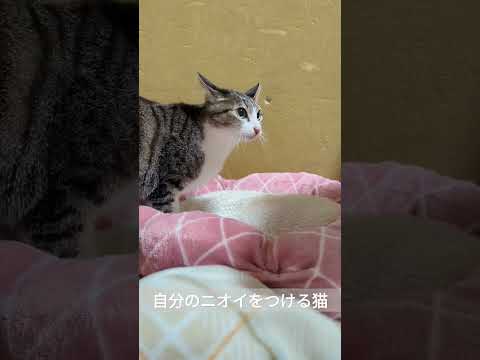 自分のニオイをつける猫