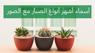 أسماء اشهر أنواع الصبار مع الصور 🌵الجزء الاول