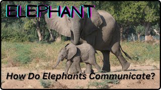 ELEPHANT - How Do Elephants Talk To Each Other?