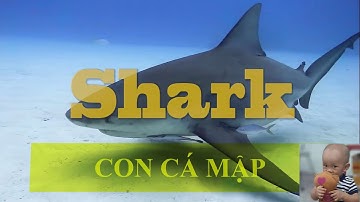 Bé Học Nói tiếng Anh Qua động Vật Biển❤Cá Mập, Cá Voi, Cá Heo| Sea Animals [Nhạc thiếu nhi vui nhộn]