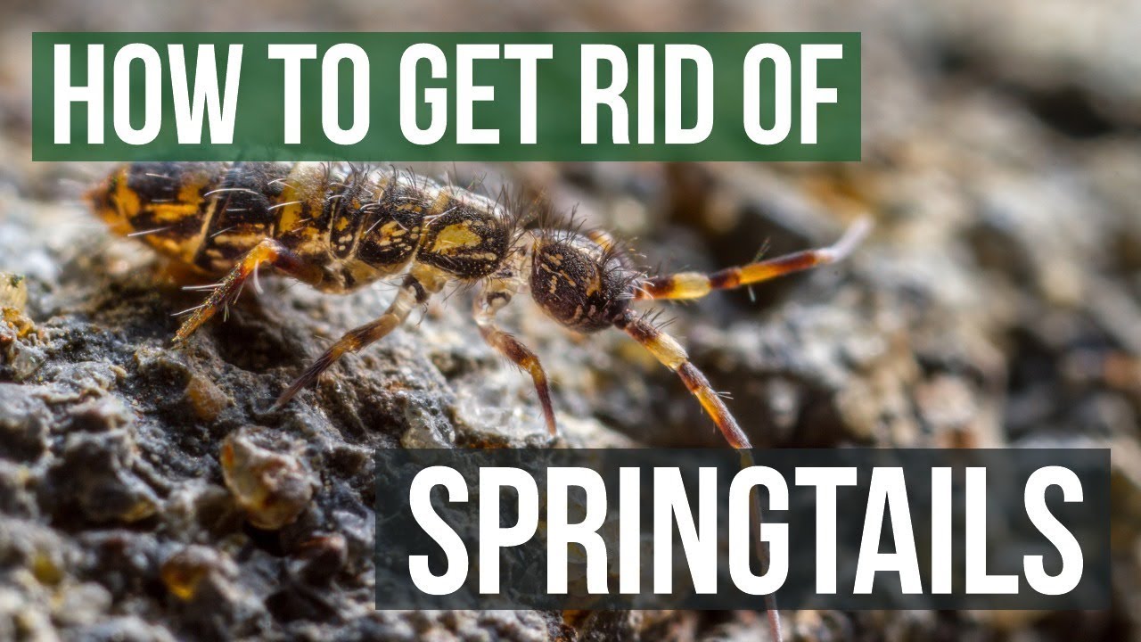 How to Get Rid of Springtails (4 Easy Steps) YouTube