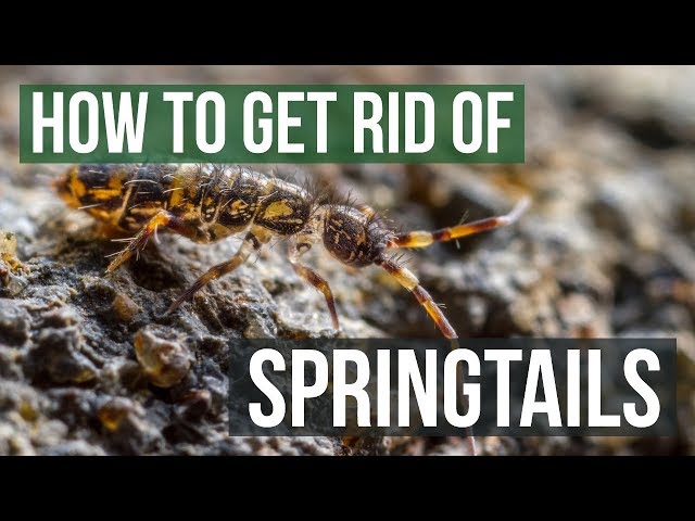 Easily Eliminate: How to Get Rid of Springtails 3 sddefault