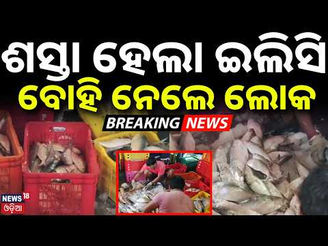 ଶସ୍ତା ହେଲା ଇଲିସି ! ବୋହି ନେଲେ ଲୋକ | Digha Fish Market | Tonnes of Fresh Hilsa Arrive at Digha Harbour