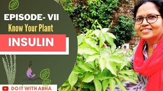 INSULIN PLANT : Episode 7 : Know Your Plant 🌿