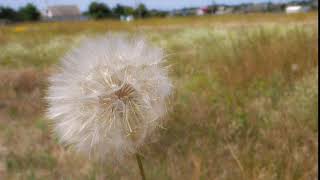 Wind isn't strong enough for Dandelion to blow seeds off screenshot 3