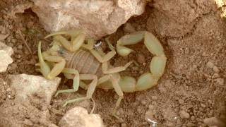 Le scorpion jaune languedocien (Buthus Occitanus)