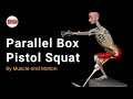 Parallel Box Pistol Squat: Target Muscles &amp; Key Tips