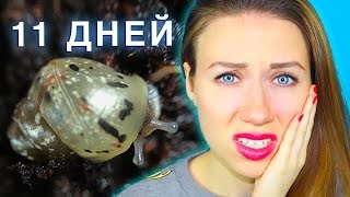 УЛИТКА УМЕРЛА!!! СМОТРИМ КАК РАСТУТ МАЛЫШИ УЛИТКИ | Elli Di Pets