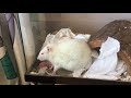 Mother Rat Giving Birth