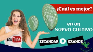 🎯Cuál NOPAL produce mas FORRAJE/VERDURA - Aquí te decimos!!! screenshot 4