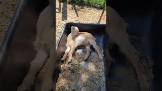 Beautiful Baby Goats #cutebaby #goat #beautifullgoats #babygoat #cute #babyanimals #cutegoat