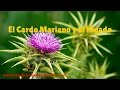 EL CARDO MARIANO - HIGADO, VESICULA Y CÃLCULOS BILIARES
