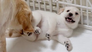 Puppy getting scolded after challenging Mom