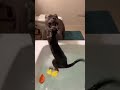 pitbull vs cat#viral #funny #crazy