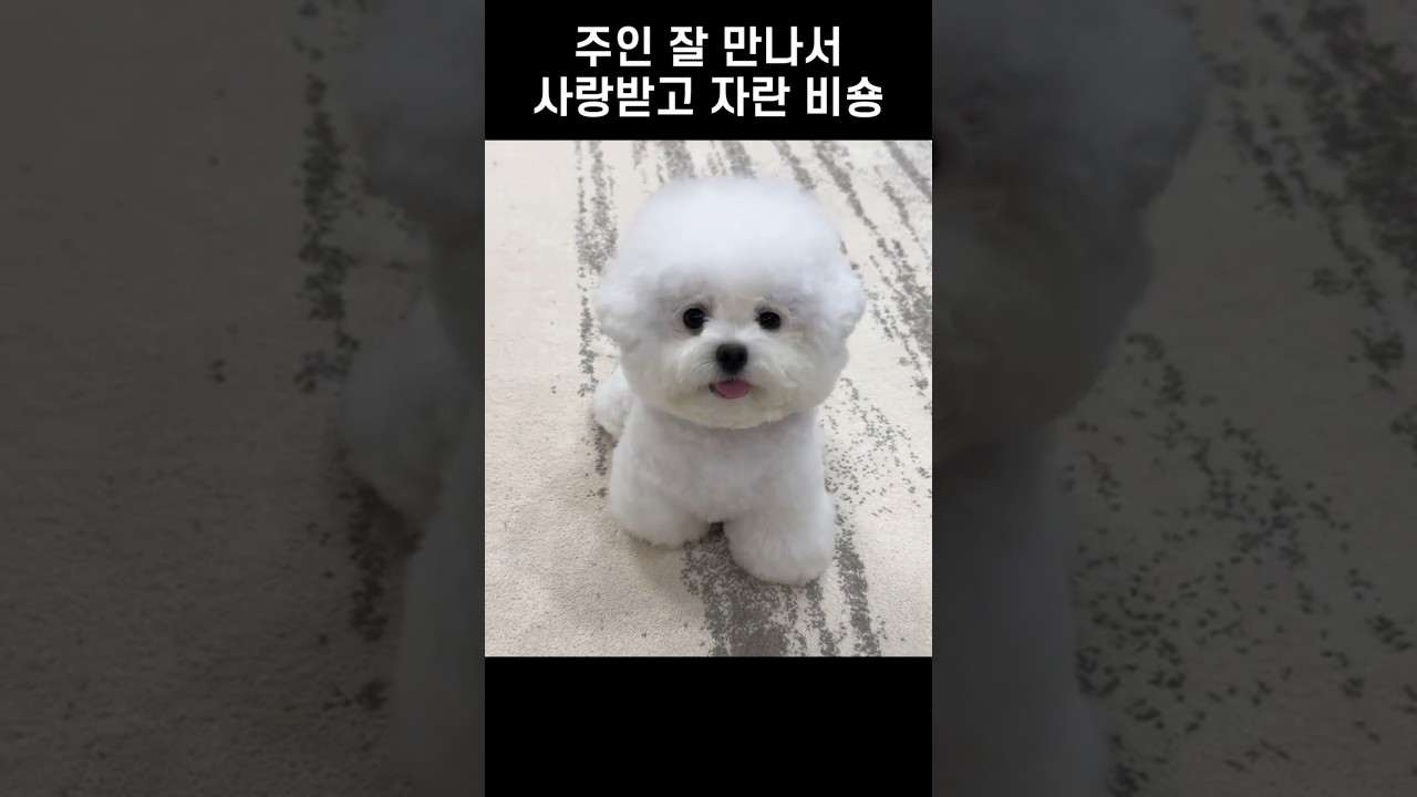 주인한테 사랑받고 자란 비숑