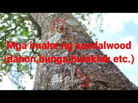 Video: Impormasyon sa Puno ng Sandalwood: Paano Pangalagaan ang Mga Puno ng Sandalwood