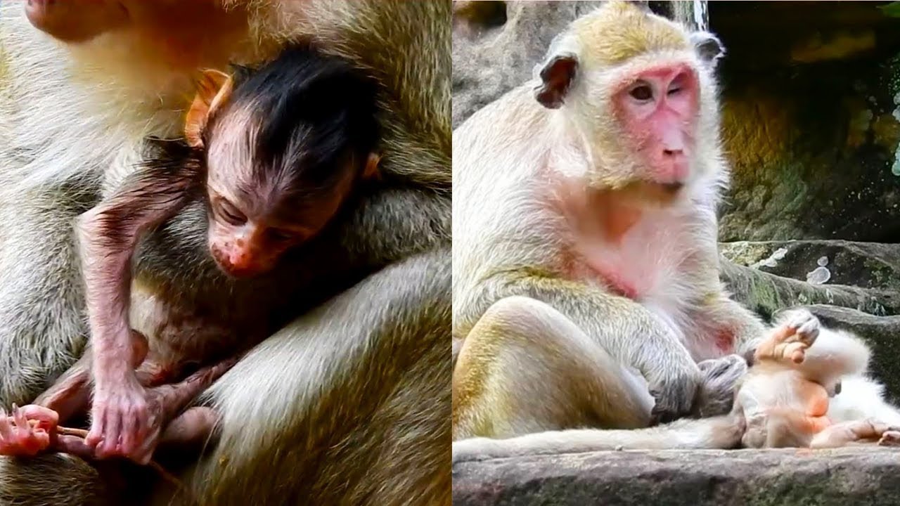 Beautiful Red Newborn Monkey Hungry Milk So Much Strong Pull Get Milk A Lot Of On Mom
