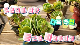 다마마의 초보자를 위한 다육추천 둥근잎 비취후리대(#succulent #다육이 #다마마 #건달토)