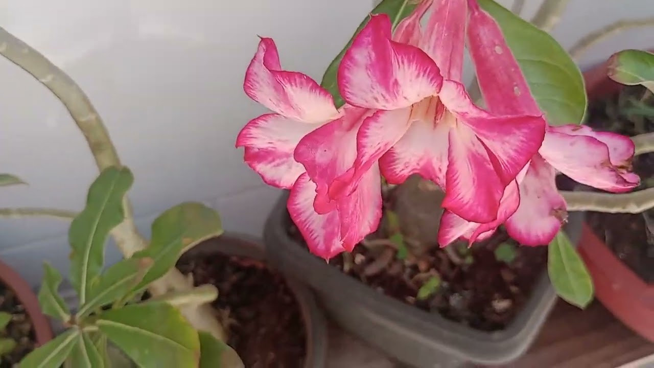 Então gênte linda,hoje foi dia de lavar a roupa 👗 e dar uma organizada na minha casa 🏡