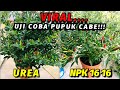 PUPUK UREA vs PUPUK NPK UNTUK TANAMAN CABE MANA YANG TERBAIK