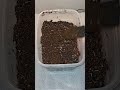 Germinando semillas de cempasúchil. — #shorts